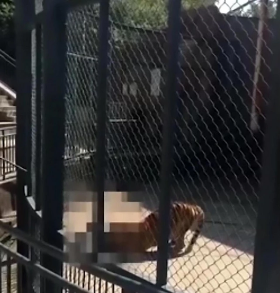 [ẢNH] Kinh hoàng những vụ thú dữ tấn công người tại sở thú
